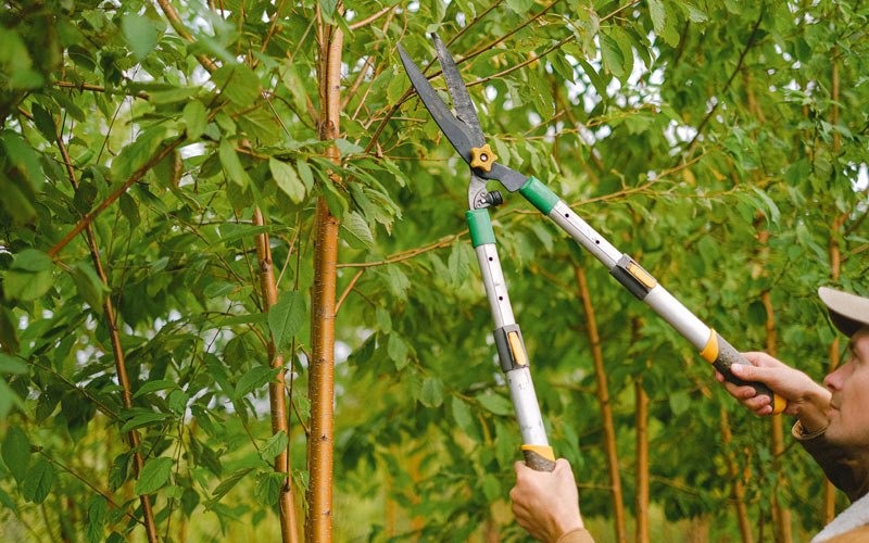 Tree trimming in Hutsonville, IL