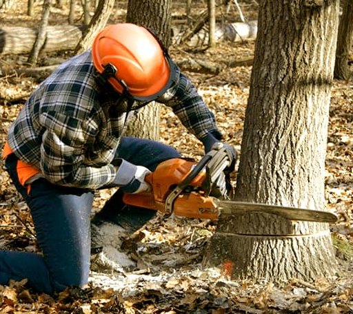 Tree Removal in Hutsonville, IL